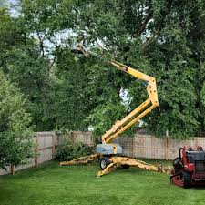 How Our Tree Care Process Works  in  Granbury, TX