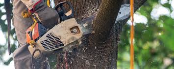 Lawn Pest Prevention in Granbury, TX