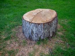 Granbury, TX Tree Services Company