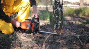 Best Firewood Processing and Delivery  in Granbury, TX