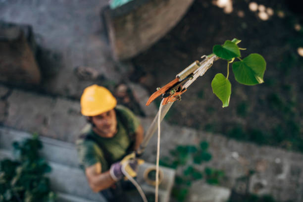 Best Root Management and Removal  in Granbury, TX