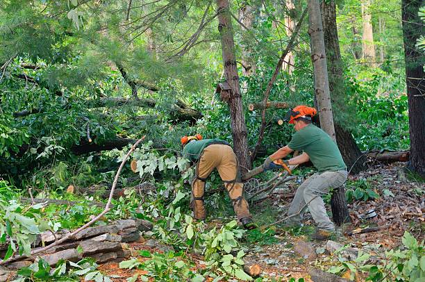 Best Tree and Shrub Care  in Granbury, TX