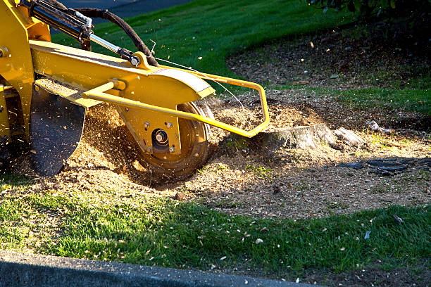 Best Leaf Removal  in Granbury, TX