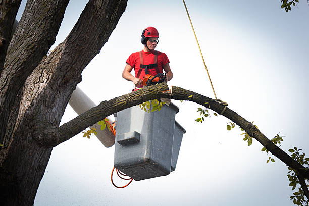 Best Storm Damage Tree Cleanup  in Granbury, TX