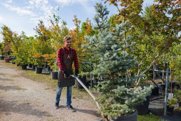 Best Tree Removal  in Granbury, TX