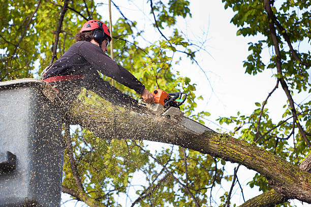 Best Tree Preservation Services  in Granbury, TX